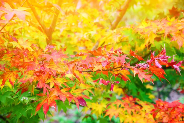 Colored maple leaves — Stock Photo, Image