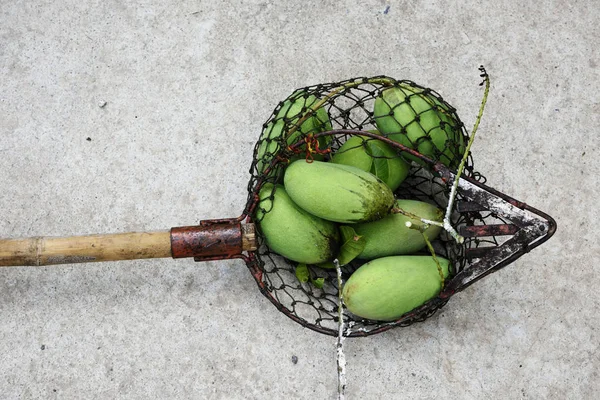 Greens mangoes in fruit picker net — Stock Photo, Image
