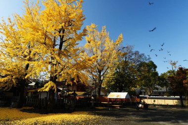 Sarı ginkgo ağacı Toji Tapınağı, Kyoto