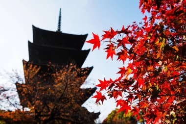 Kırmızı akçaağaç Toji temple, Kyoto ile