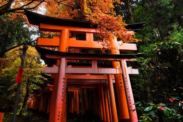 Portão torii com cores de outono em Fushimi Inari, Kyoto — Fotografia de Stock