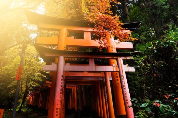 Folhagem de outono no Santuário Fushimi Inari, Quioto — Fotografia de Stock