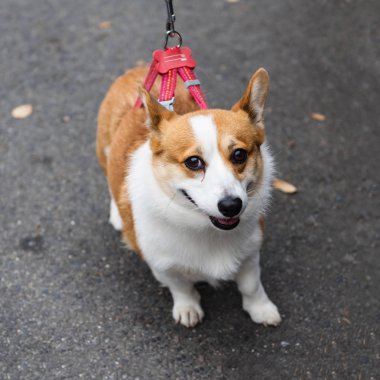 Galce corgi pembroke köpek 