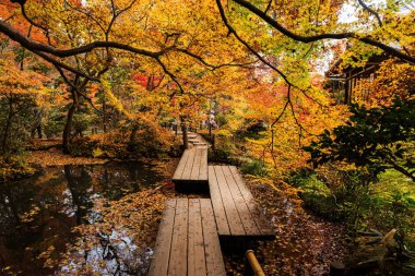 Tenju-bir sonbahar Bahçe, Kyoto Tapınağı 