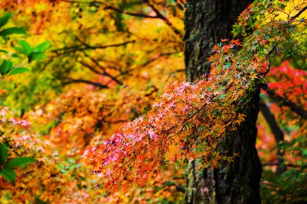 Kyoto sonbahar akçaağaç yaprakları — Stok fotoğraf