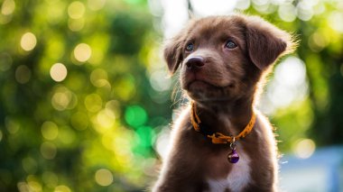 gün batımı bokeh arka plan ile köpek yavrusu