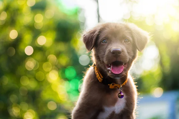 Bruine labrador retriever pup bij zonsondergang — Stockfoto