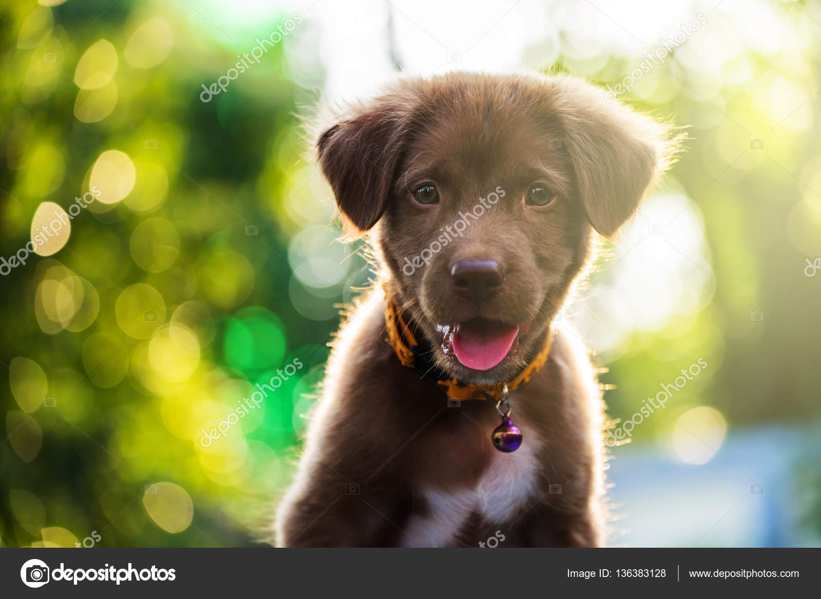 light brown labrador puppy