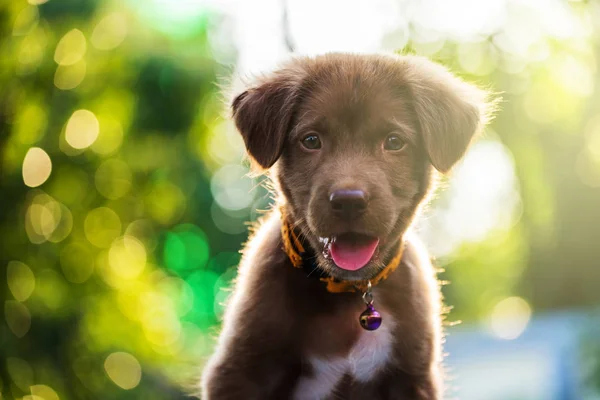 Cão filhote de cachorro labrador com luz bokeh — Fotografia de Stock