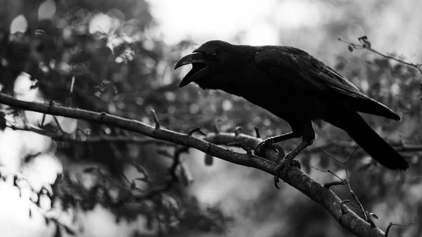 Oiseau corbeau avec bokeh — Photo