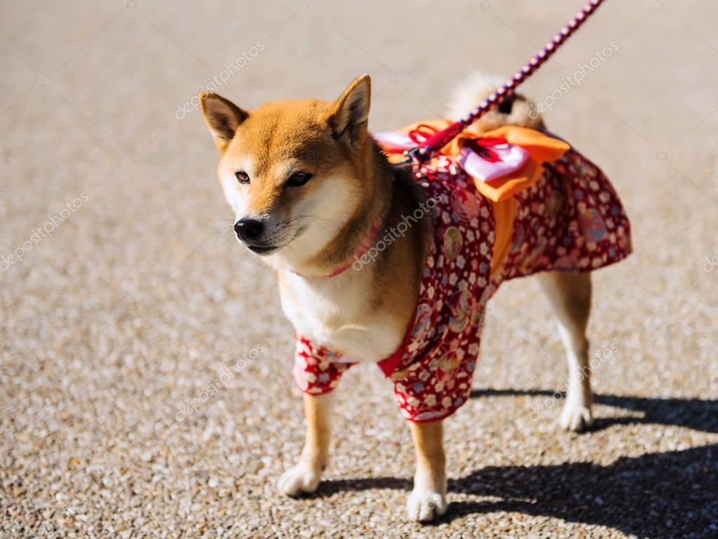 Shiba Inu Hund mit niedlichen Kleid — Stockfoto © blanscape 137227350