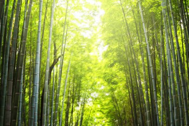Bambu Ormanı'nın bulanıklık