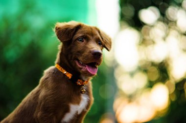 Labrador köpek bokeh soyut