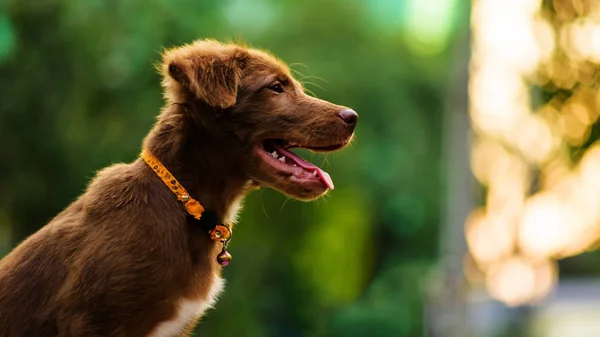 Labrador sonrisa de perro wirh bokeh — Foto de Stock