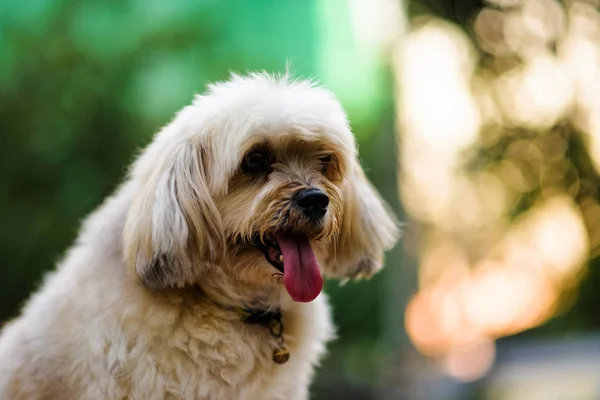 Shih Tzu hund med bokeh — Stockfoto