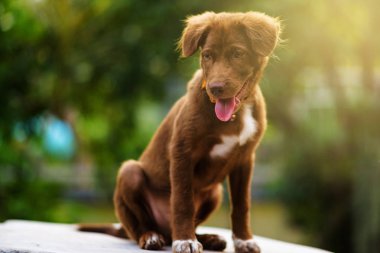 Labrador retriever portre gün batımında