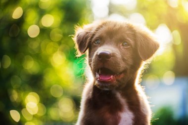 labrador köpek kafa bokeh ile vurdu