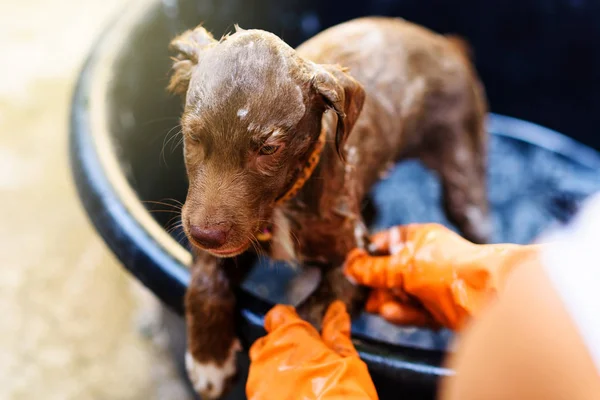 Puppy hondje Neem een bad — Stockfoto