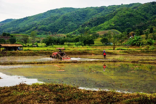 Tracteur et agriculteur dans la rizière — Photo