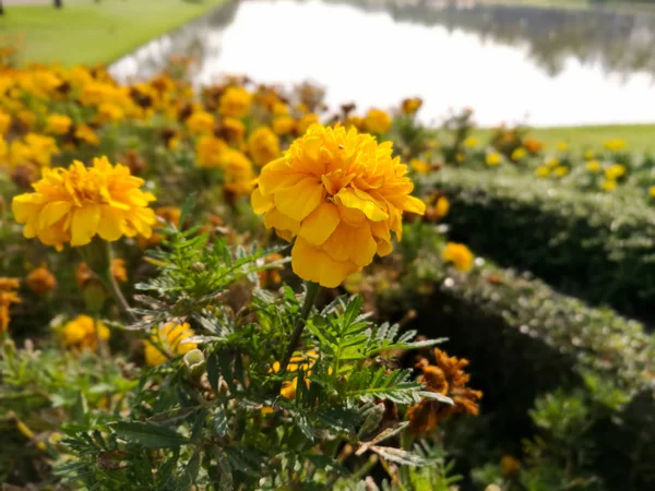 Dahlia žluté květinová zahrada — Stock fotografie