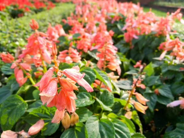 Рододендрон japonicum квіти — стокове фото