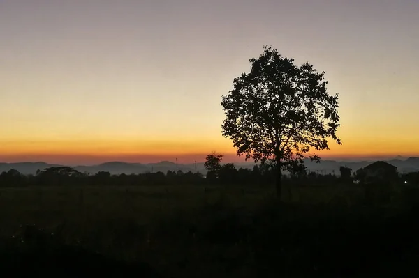 Grand arbre sec avec silhouette coucher de soleil — Photo