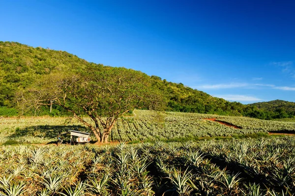 Hut under big tree at farm — Stock Photo, Image