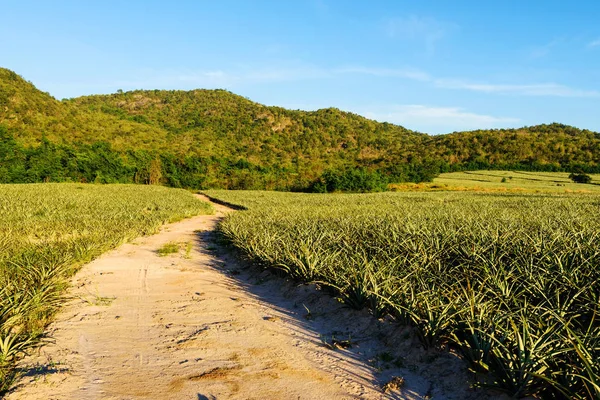 Dirt road path near green field — Stock Photo, Image