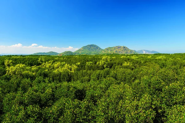 Mangrovewoud met berg — Stockfoto