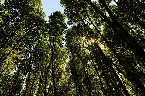 Mangrove trees against sun light — Stock Photo, Image