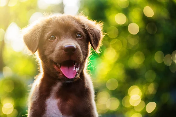 ボケ味を持つ子犬肖像画 — ストック写真