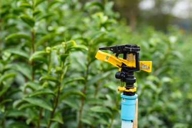 Yeşil çay bahçesinde su serpin