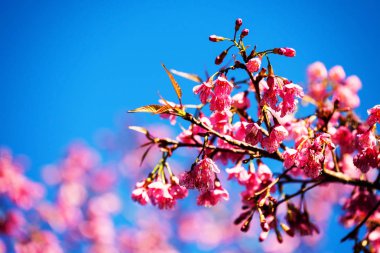 Tay Sakura çiçek mavi gökyüzü karşı 
