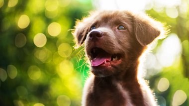 gün batımı bokeh ile kahverengi köpek yavrusu köpek 