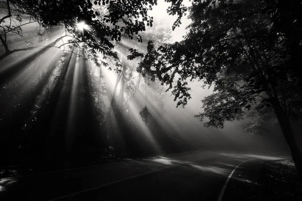 Işık ışınları ile büyülü orman — Stok fotoğraf