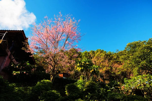 Pink blossom sakura in park, Chiang rai — Stock Photo, Image