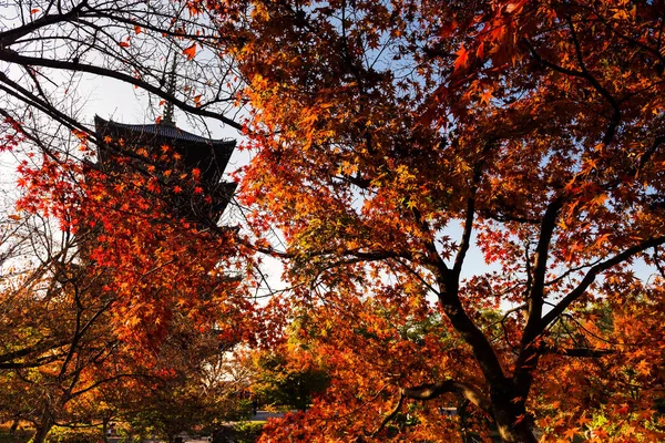 Осень в храме Тодзи — стоковое фото