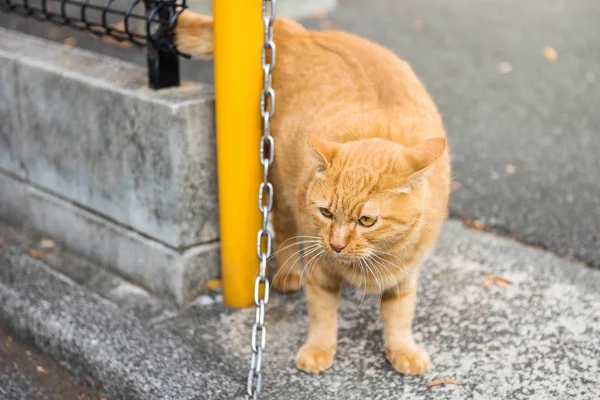 Ginger yellow fat cat, Kyoto — Stock Photo, Image