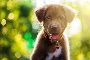 Labrador yavru köpek bokeh ışık ile