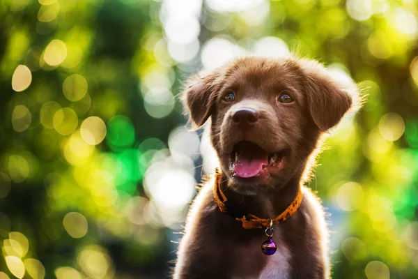 背景のボケ味のかわいい子犬犬 — ストック写真