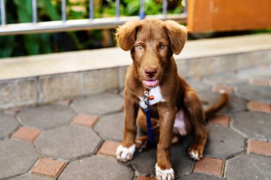 köpek yavrusu köpek Zincirli