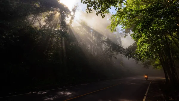 Дорога в лесу с лучами — стоковое фото