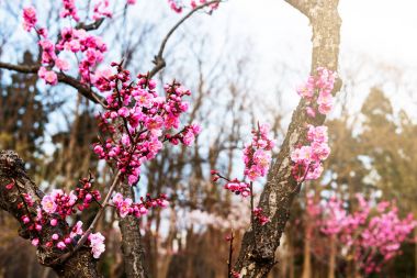 pembe sakura Bahçe, Sapporo