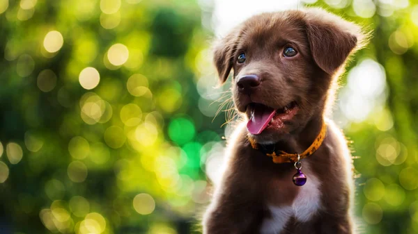 Счастливый щенок на фоне боке — стоковое фото