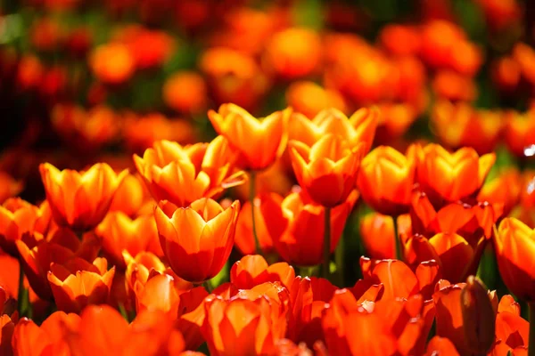 Laranja tulipa flores — Fotografia de Stock