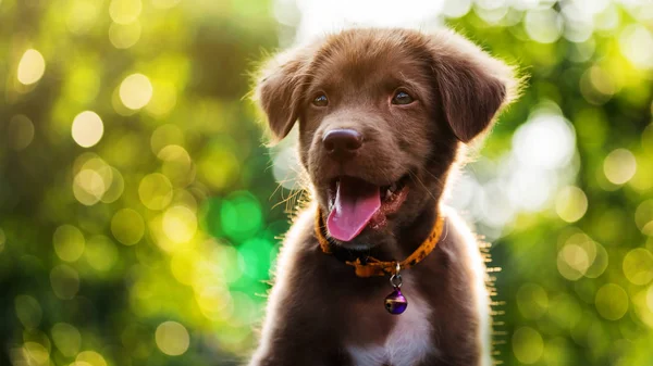 Χαρούμενο κουτάβι Labrador Retriever χαμόγελο — Φωτογραφία Αρχείου