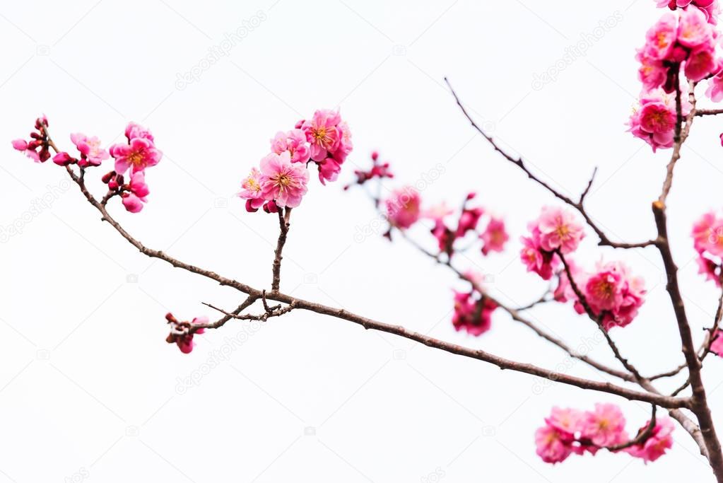 pink sakura cherry blossom isolated