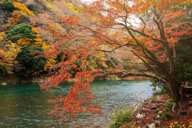 Sonbahar yaprakları renkleri Arashiyama
