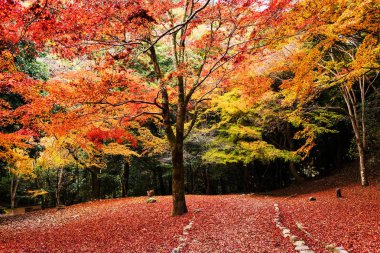 Sonbahar ağaçları ile kırmızı halı, Arashiyama