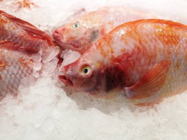 Red Snapper buz durak üzerinde 